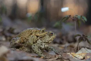 Wood Anemone Flower Prints: Common toad (Bufo bufo), pair in amplexus