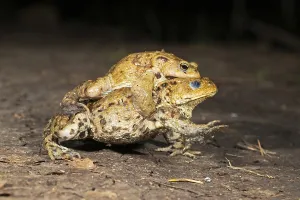 European Toad Mating Season Prints: Common toad (Bufo bufo), pair in amplexus