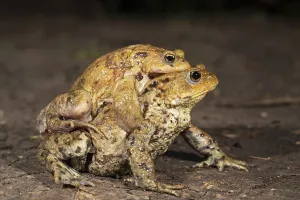 Ecofriendly Wildlife Photography Prints: Common toad (Bufo bufo), pair in amplexus