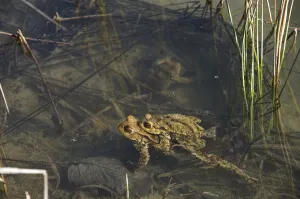 European Toad Mating Season Prints: Common toad (Bufo bufo), pair spawning