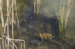 European Toad Mating Season Prints: Common toad (Bufo bufo), pair spawning