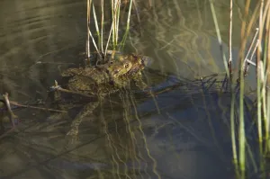 Bufo Bufo Reproduction Prints: Common toad (Bufo bufo), pair spawning