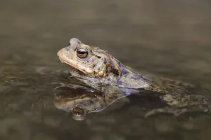 Common Toad In Water Prints: Common toad (Bufo bufo) sitting in shallow water