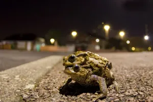 European Toad Images Prints: Common toad, common toads (Bufo bufo)