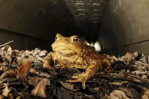 Italy Tourism Prints: Common toad, common toads (Bufo bufo)