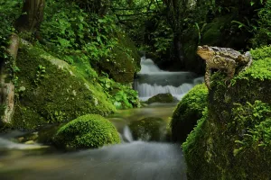 European Toads Habitat Prints: Common toad, common toads (Bufo bufo)