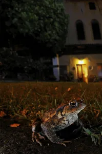 True Frogs Species Prints: Common toad, common toads (Bufo bufo)