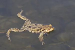 Amphibian Courtship Display Prints: Common toad, mating (Bufo bufo)