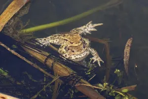 Bufo Bufo Reproduction Prints: Common toad, mating (Bufo bufo)