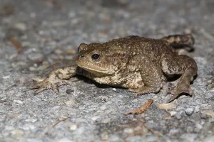 Amphibian Conservation Prints: Common toad on spawning migration (Bufo bufo)