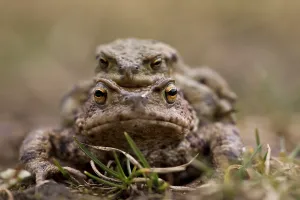 Amphibian Courtship Behavior Prints: Common toads