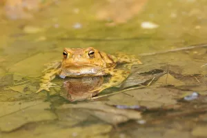Amphibian Conservation Prints: Common toads (Bufo bufo)