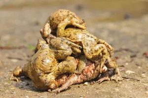 Common Toad Mating Prints: Common toads (Bufo bufo)