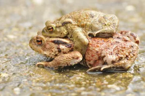 Amphibian Mating Prints: Common toads (Bufo bufo)