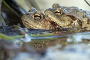 Animal Behaviour Mating Season Prints: Common toads (bufo bufo)
