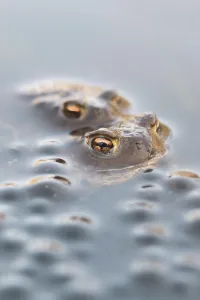 German Amphibians Prints: Common toads (Bufo bufo), two common toads next to Common Frog spawn