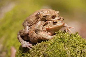 Animal Pair Copulation Prints: Common Toads (Bufo bufo), mating