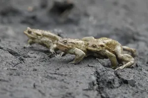 Empty German Countryside Scenes Prints: Common Toads (Bufo bufo), toad migration to spawning grounds