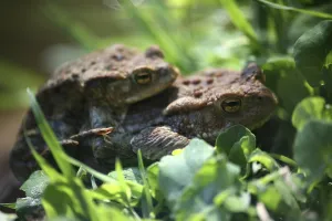 Wildlife Mating Season Prints: Two common toads mating