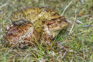 European Toad Mating Season Prints: Common toads mating (Bufo bufo)