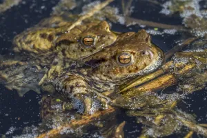 Bufo Bufo Reproduction Prints: Common toads mating (Bufo bufo)