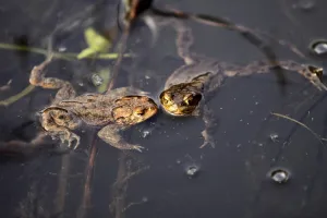 Environmental Protection For Animals Prints: Common toads in their spawning waters
