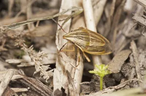 Shield Bug Prints: Conebug, Cereal Conebug, Conebug