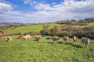 England Drone Image Gallery Prints: Cows on Devon Fields and Meadows from a drone