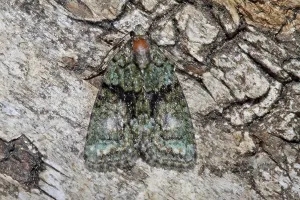 Moth Species Prints: Cryphia algae (Cryphia algae)