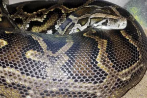 Framed Print : Dark Indian Python (Python molurus bivittatus) Print Framed Print : Dark Indian Python (Python molurus bivittatus) Print