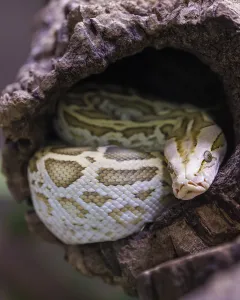 Constrictor Snake Species Prints: Dark tiger python (Python bivittatus)