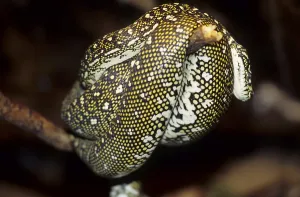 Wildlife Reptile Photography Prints: Diamond python (Morelia spilotes spilotes)