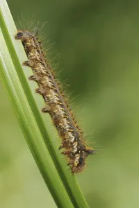 European Moth Species Prints: Drinker moth (Euthrix potatoria)