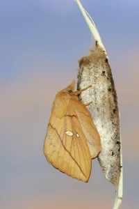 Metamorphosis In Nature Prints: Drinker moth (Euthrix potatoria)
