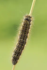 Butterfly Caterpillar Stages Prints: Drinker moth (Euthrix potatoria)