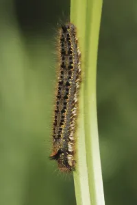 Nature Photography Germany NRW Prints: Drinker moth (Euthrix potatoria)