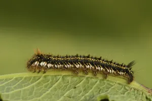 Insect Metamorphosis Images Prints: Drinker Moth (Euthrix potatoria)