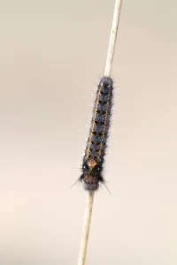 Lepidopteran Wildlife Photography Prints: Drinker moth (Euthrix potatoria)