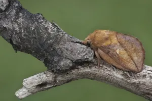 Summer Insects England Prints: Drinker moth (Euthrix potatoria)