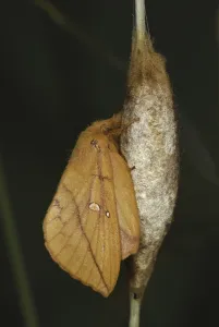 Female Lepidopteran Species Prints: Drinker Moth (Euthrix potatoria)
