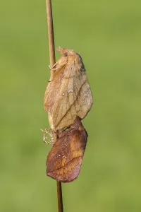 European Lepidopteran Species Prints: The Drinker moth (Euthrix potatoria)