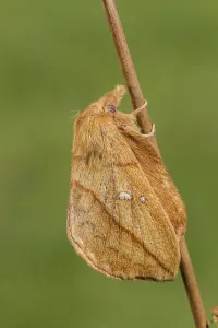 Uninhabited Landscapes Germany Prints: The Drinker moth (Euthrix potatoria)