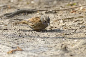 Bird Photography Europe Style Prints: Dunnock