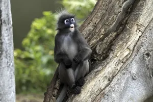 Old World Primates Prints: Dusky Leaf Monkey (Trachypithecus obscurus)