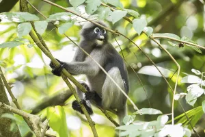 Central Thailand Nature Reserve Prints: Dusky leaf monkey (Trachypithecus obscurus)