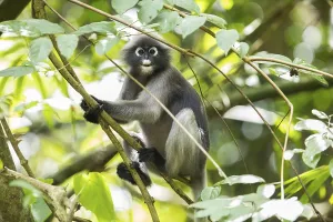 Central Thailand Nature Reserve Prints: Dusky leaf monkey (Trachypithecus obscurus)