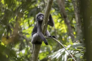 Central Thailand Nature Reserve Prints: Dusky leaf monkey (Trachypithecus obscurus)