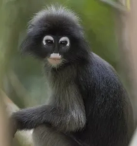 Nature Conservation Area Southeast Asia Prints: Dusky leaf monkey (Trachypithecus obscurus)