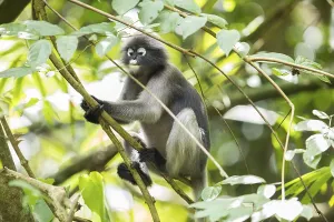 Central Thailand Nature Reserve Prints: Dusky leaf monkey (Trachypithecus obscurus)