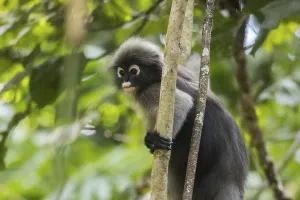 Central Thailand Nature Reserve Prints: Dusky leaf monkey (Trachypithecus obscurus)